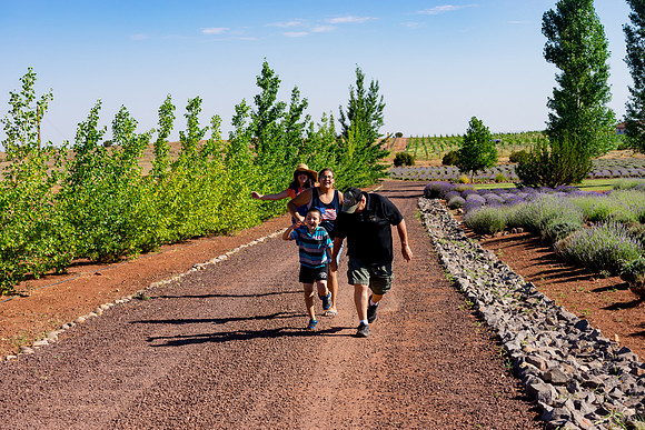 Lavendar Festival