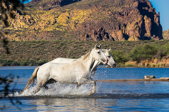 Salt River Wild Horses-867