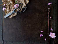 Peach Blossoms-2