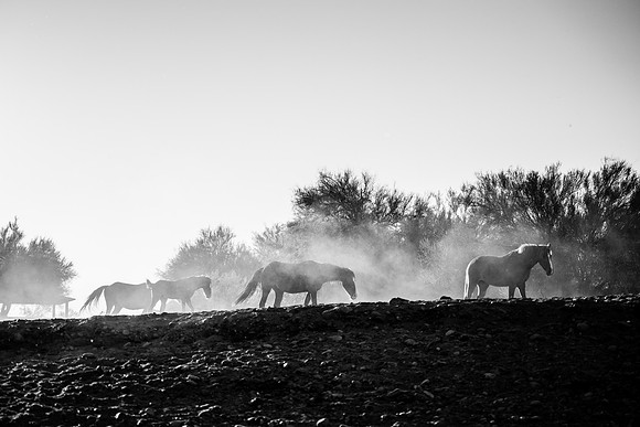 Salt River Wild Horses-243