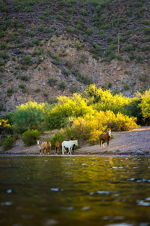 Salt River Wild Horses-193