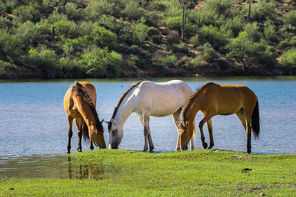 Salt River Wild Horses-932
