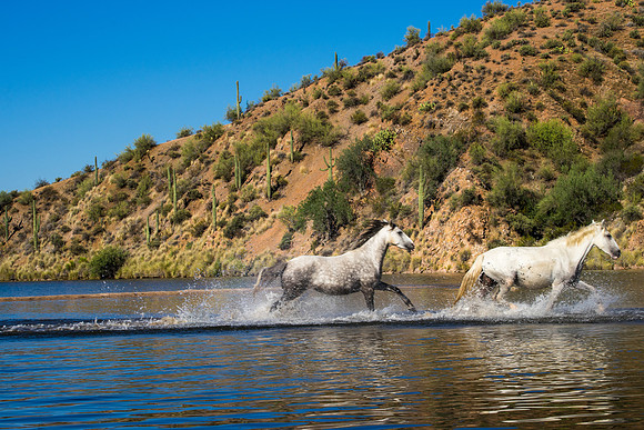 Salt River Wild Horses-886