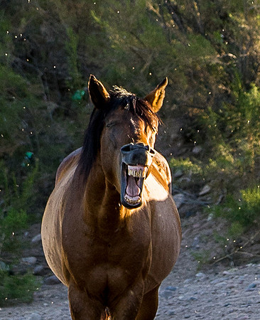 Salt River Wild Horses-283