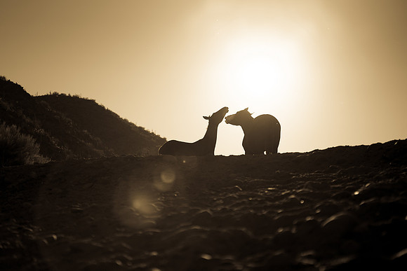 Salt River Wild Horses-345