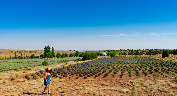 Lavendar Festival
