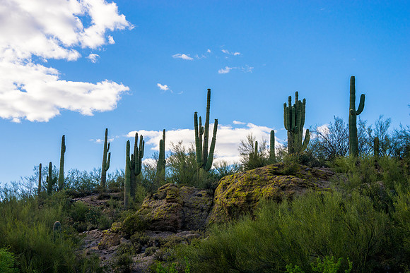 Saguaro Lake