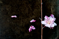 Peach Blossoms-3