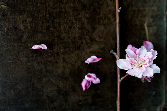 Peach Blossoms-3