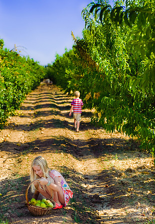 Schnepf Farms