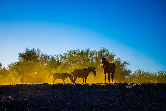 Salt River Wild Horses-247