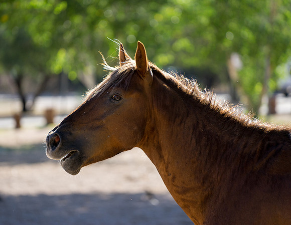 Salt River Wild Horses-1014