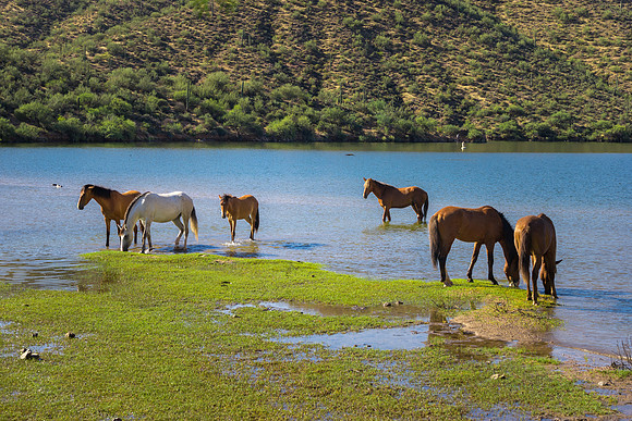 Salt River Wild Horses-931