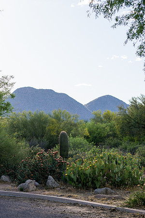 Saguaro Lake