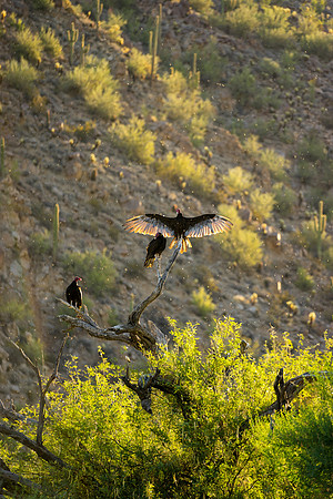 Salt River Wild Horses-431