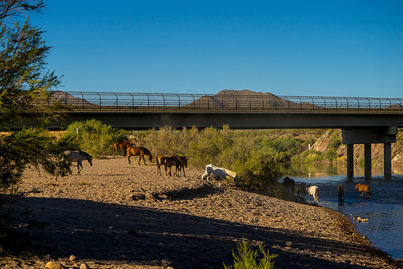 Salt River Wild Horses-579