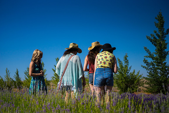 Lavendar Festival
