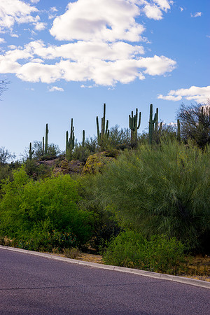 Saguaro Lake
