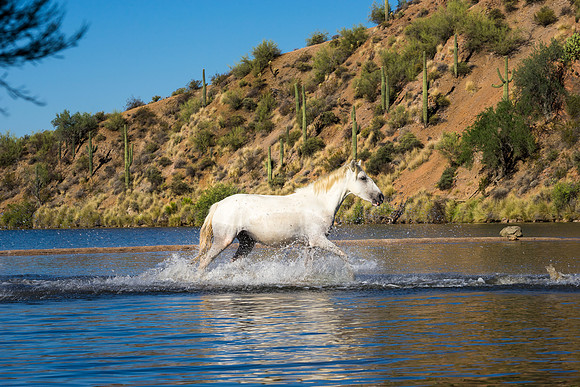Salt River Wild Horses-882
