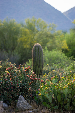 Saguaro Lake