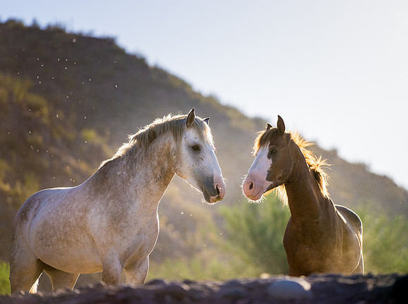 Salt River Wild Horses-392