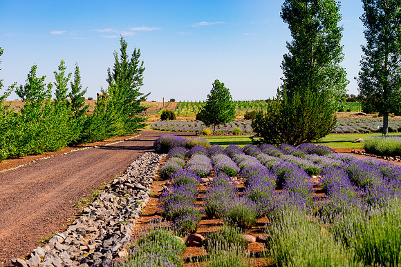 Lavendar Festival