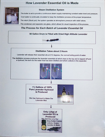 Lavendar Festival