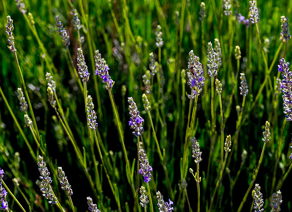 Lavendar Festival