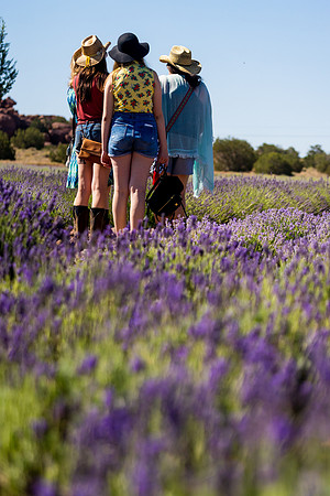 Lavendar Festival