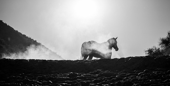 Salt River Wild Horses-411