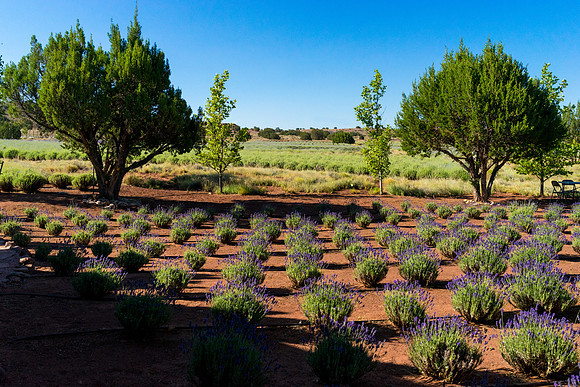 Lavendar Festival
