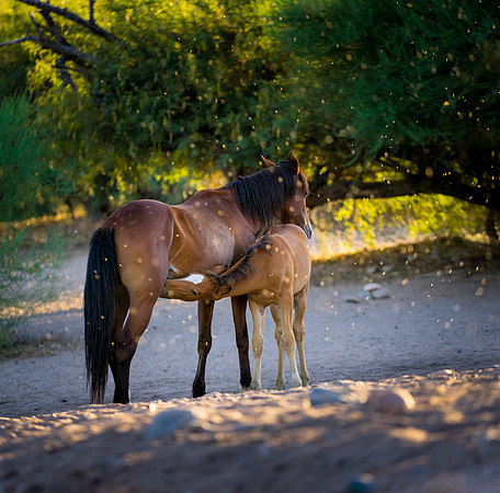 Salt River Wild Horses-97