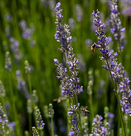 Lavendar Festival