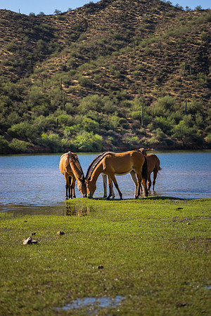 Salt River Wild Horses-936