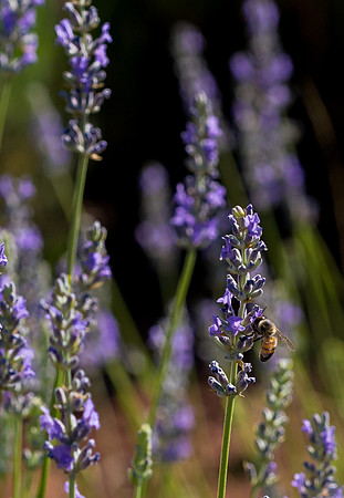 Lavendar Festival