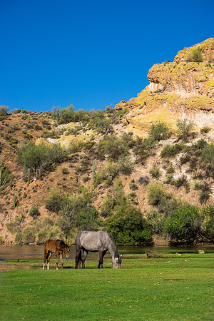 Salt River Wild Horses-780