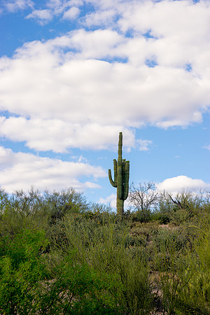 Saguaro Lake
