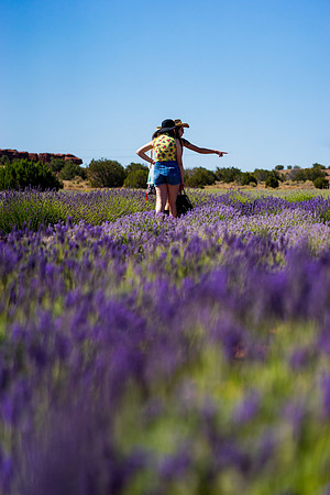 Lavendar Festival