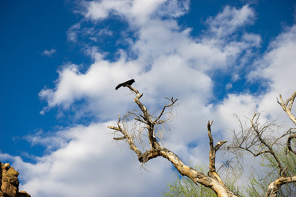 Saguaro Lake