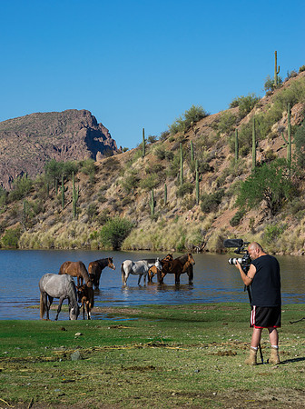 Salt River Wild Horses-810