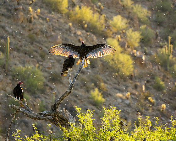 Salt River Wild Horses-431-2