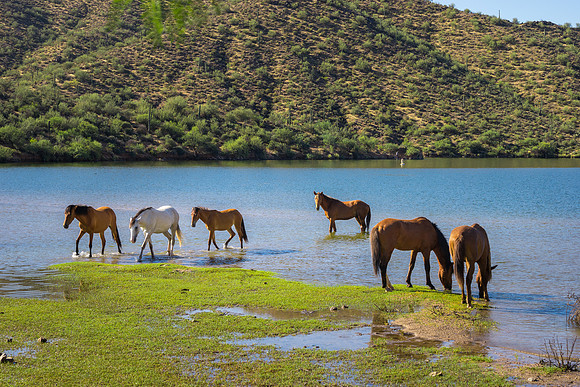 Salt River Wild Horses-930