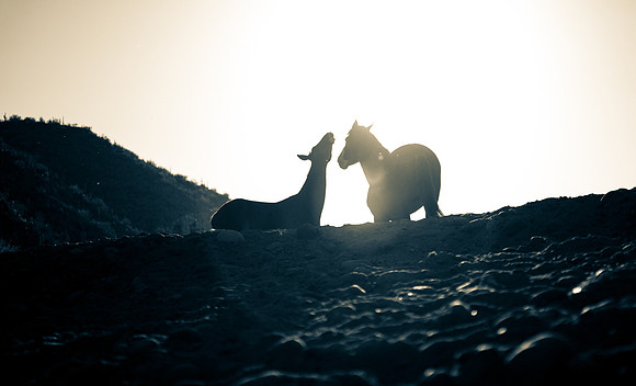 Salt River Wild Horses-333