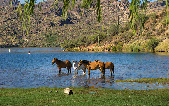 Salt River Wild Horses-925
