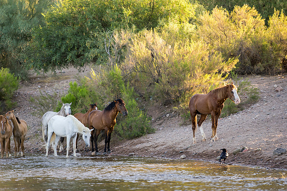 Salt River Wild Horses-172