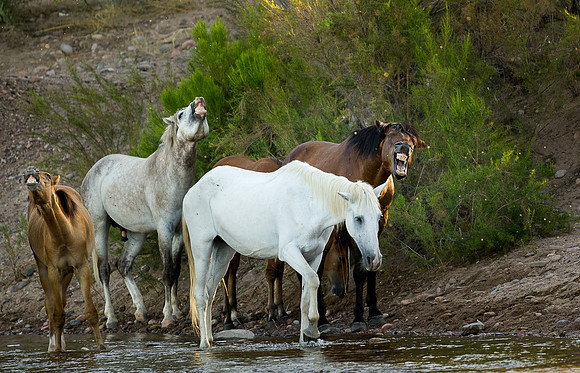 Salt River Wild Horses-180-2