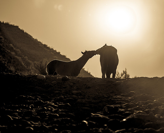 Salt River Wild Horses-328