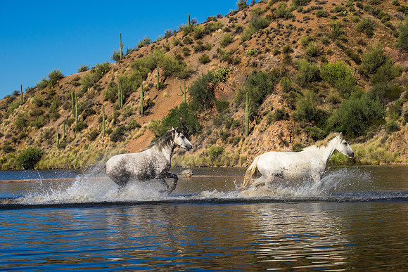 Salt River Wild Horses-885
