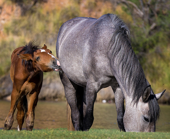 Salt River Wild Horses-771