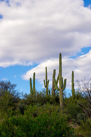 Saguaro Lake